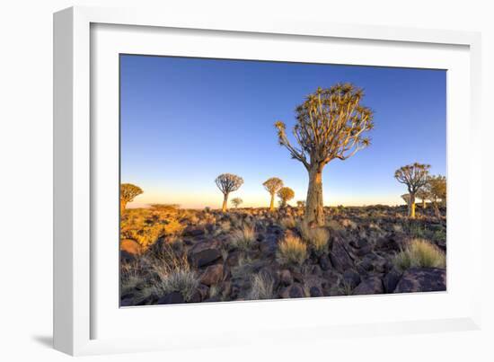 Quiver Tree Forest Outside of Keetmanshoop, Namibia at Dawn-Felix Lipov-Framed Photographic Print