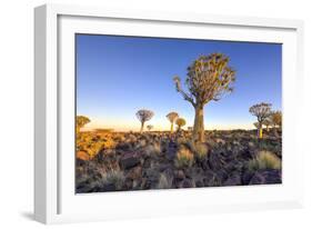 Quiver Tree Forest Outside of Keetmanshoop, Namibia at Dawn-Felix Lipov-Framed Photographic Print