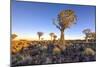 Quiver Tree Forest Outside of Keetmanshoop, Namibia at Dawn-Felix Lipov-Mounted Photographic Print