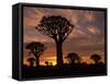 Quiver Tree Forest Silhouettes at Sunrise with Visible Sun-null-Framed Stretched Canvas