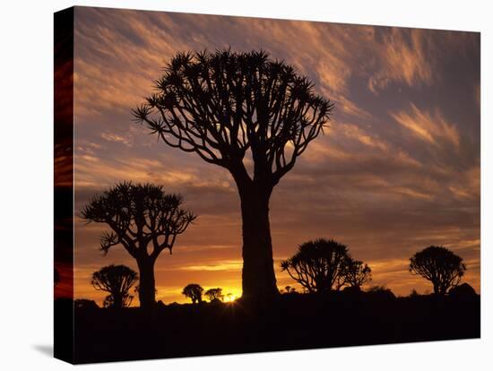Quiver Tree Forest Silhouettes at Sunrise with Visible Sun-null-Stretched Canvas