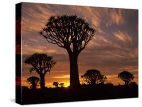 Quiver Tree Forest Silhouettes at Sunrise with Visible Sun-null-Stretched Canvas