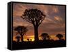 Quiver Tree Forest Silhouettes at Sunrise with Visible Sun-null-Framed Stretched Canvas