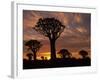 Quiver Tree Forest Silhouettes at Sunrise with Visible Sun-null-Framed Photographic Print