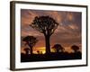 Quiver Tree Forest Silhouettes at Sunrise with Visible Sun-null-Framed Photographic Print