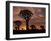 Quiver Tree Forest Silhouettes at Sunrise with Visible Sun-null-Framed Photographic Print