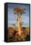 Quiver Tree Forest-watchtheworld-Framed Stretched Canvas