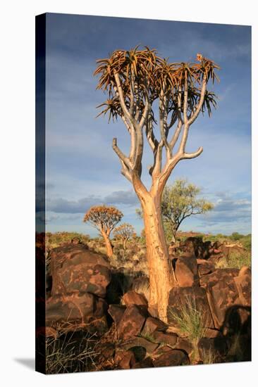 Quiver Tree Forest-watchtheworld-Stretched Canvas