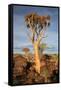 Quiver Tree Forest-watchtheworld-Framed Stretched Canvas