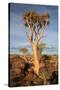 Quiver Tree Forest-watchtheworld-Stretched Canvas