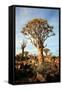 Quiver Tree Forest-watchtheworld-Framed Stretched Canvas