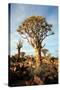 Quiver Tree Forest-watchtheworld-Stretched Canvas