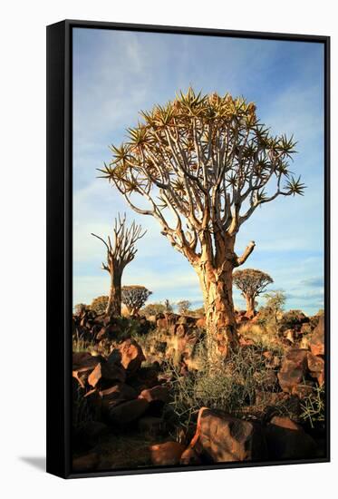 Quiver Tree Forest-watchtheworld-Framed Stretched Canvas
