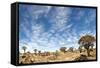 Quiver Tree Forest-mezzotint-Framed Stretched Canvas