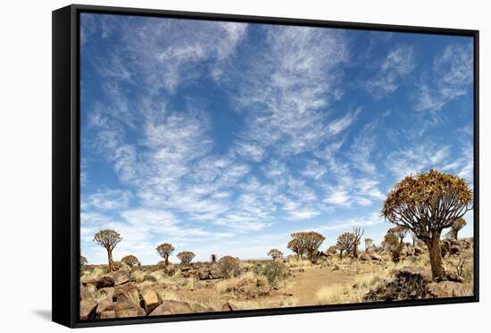 Quiver Tree Forest-mezzotint-Framed Stretched Canvas