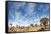 Quiver Tree Forest-mezzotint-Framed Stretched Canvas