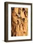 Quiver Tree Forest-watchtheworld-Framed Photographic Print