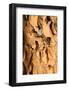 Quiver Tree Forest-watchtheworld-Framed Photographic Print