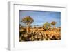 Quiver Tree Forest-watchtheworld-Framed Photographic Print