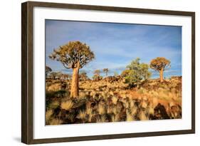 Quiver Tree Forest-watchtheworld-Framed Photographic Print