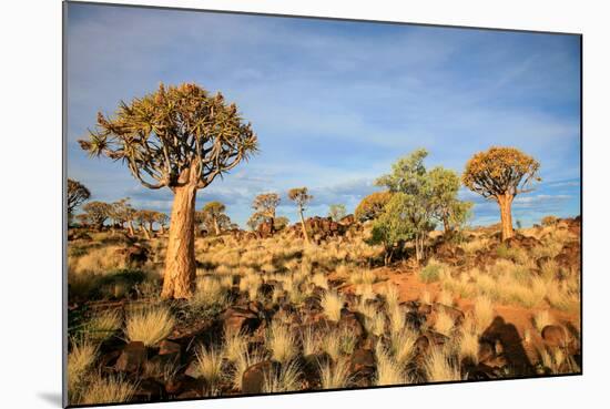 Quiver Tree Forest-watchtheworld-Mounted Photographic Print