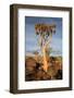 Quiver Tree Forest-watchtheworld-Framed Photographic Print