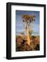 Quiver Tree Forest-watchtheworld-Framed Photographic Print