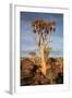 Quiver Tree Forest-watchtheworld-Framed Photographic Print