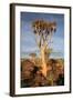 Quiver Tree Forest-watchtheworld-Framed Photographic Print