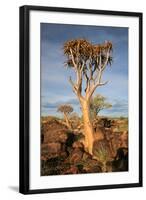 Quiver Tree Forest-watchtheworld-Framed Photographic Print