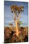Quiver Tree Forest-watchtheworld-Mounted Photographic Print