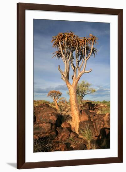 Quiver Tree Forest-watchtheworld-Framed Photographic Print