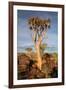 Quiver Tree Forest-watchtheworld-Framed Photographic Print