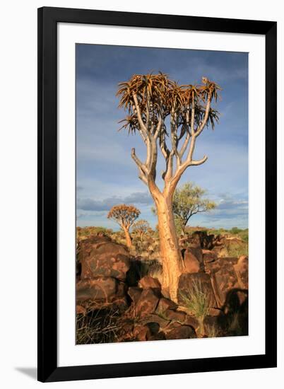 Quiver Tree Forest-watchtheworld-Framed Photographic Print