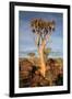 Quiver Tree Forest-watchtheworld-Framed Photographic Print