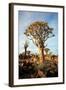 Quiver Tree Forest-watchtheworld-Framed Photographic Print