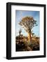 Quiver Tree Forest-watchtheworld-Framed Photographic Print