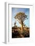 Quiver Tree Forest-watchtheworld-Framed Photographic Print