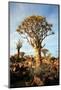 Quiver Tree Forest-watchtheworld-Mounted Photographic Print