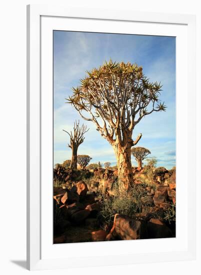 Quiver Tree Forest-watchtheworld-Framed Photographic Print