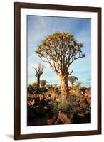 Quiver Tree Forest-watchtheworld-Framed Photographic Print