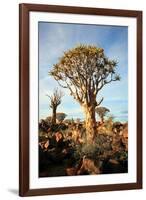 Quiver Tree Forest-watchtheworld-Framed Photographic Print