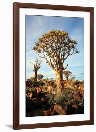 Quiver Tree Forest-watchtheworld-Framed Photographic Print