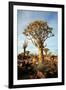 Quiver Tree Forest-watchtheworld-Framed Photographic Print