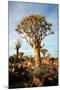 Quiver Tree Forest-watchtheworld-Mounted Photographic Print