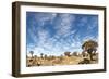 Quiver Tree Forest-mezzotint-Framed Photographic Print