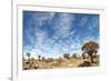 Quiver Tree Forest-mezzotint-Framed Photographic Print