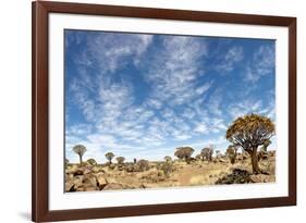 Quiver Tree Forest-mezzotint-Framed Photographic Print