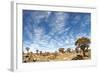 Quiver Tree Forest-mezzotint-Framed Photographic Print