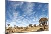 Quiver Tree Forest-mezzotint-Mounted Photographic Print